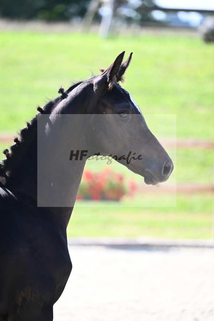 Kat-Nr. 47 HF Bon Joker x Conteur_Sommer_28230858 | hf-fotografie - Realisiert mit Pictrs.com
