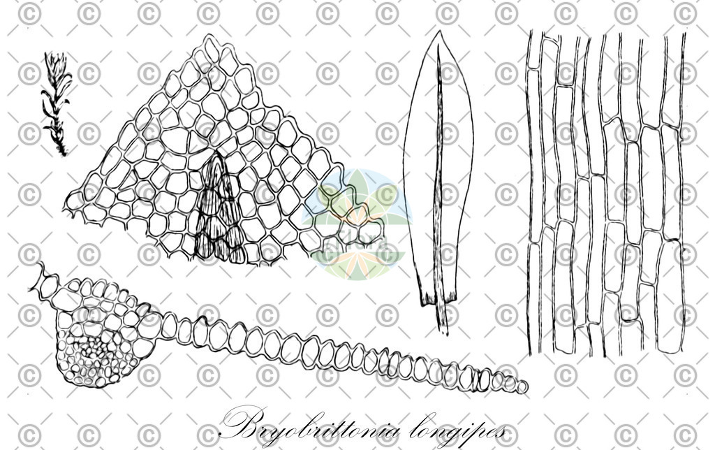 HistAbb_wfo-0000572911_1_ENZY_Simple | Historische Abbildung von Bryobrittonia longipes - Encalyptaceae | Historical Illustration of Bryobrittonia longipes - Encalyptaceae