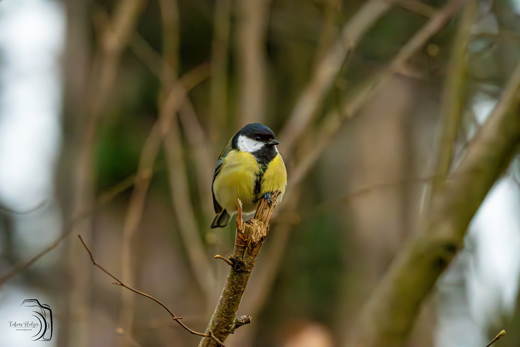 Kohlmeise | Holzisphotography, Landschaftsfotografie, Wildlifefotogorafie - Realisiert mit Pictrs.com