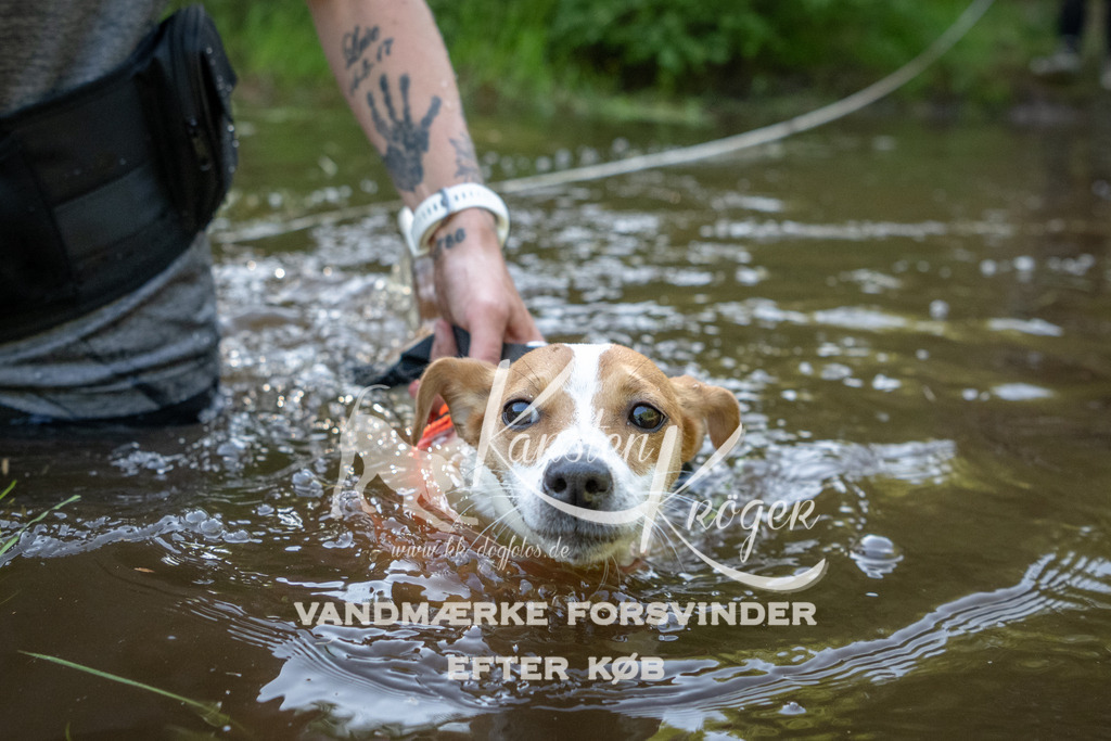 1748DKK992741 | kk-dogfotos