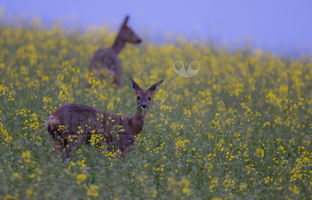20220507195250 | Der Bildershop von www.natur-focus.de bietet ihnen den einfachen Kauf von Bildmaterial per Download aus allen Bereichen der Natur. In den Galerien finden sie Landschaftsfotos, Tierbilder und natürlich auf Pflanzenfotos. - Realisiert mit Pictrs.com