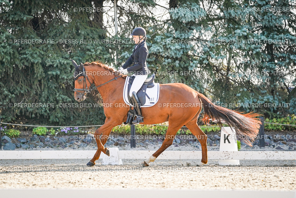 DSC09083 | Pferdegrafie