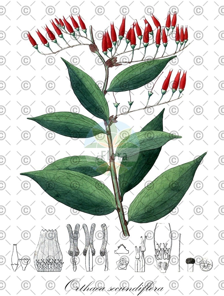 HistAbb_wfo-0001102270_1_ENZY_Simple | Historische Abbildung von Orthaea secundiflora - Ericaceae | Historical Illustration of Orthaea secundiflora - Ericaceae