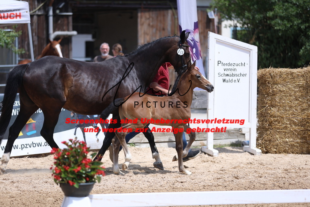 Fohlenschau_Schwäbisch_Hall_springbetonte_Fohlen_KN 20_2 | lmwpictures - Realisiert mit Pictrs.com