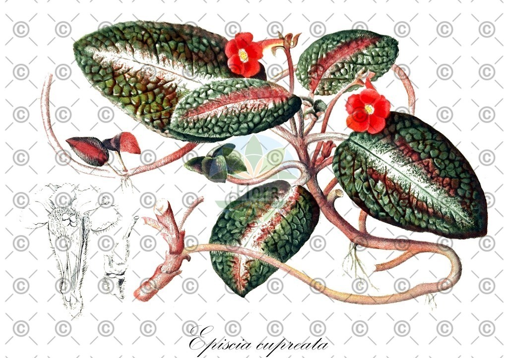 HistAbb_wfo-0000670355_1_ENZY_Simple | Historische Abbildung von Episcia cupreata - Gesneriaceae | Historical Illustration of Episcia cupreata - Gesneriaceae