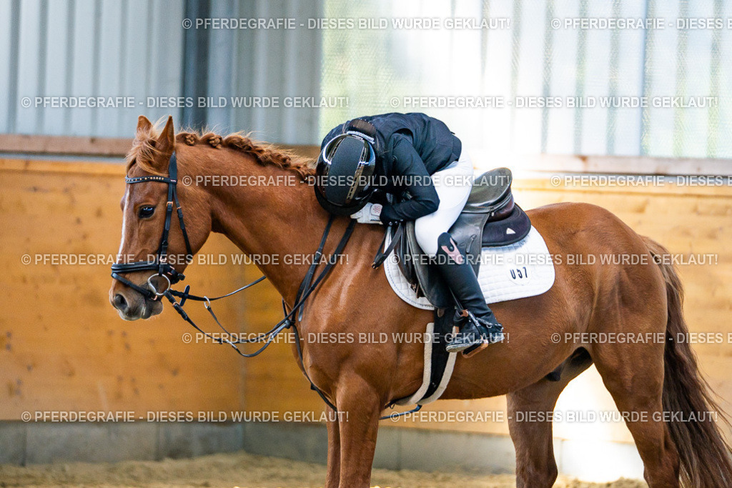 DSC01961 | Pferdegrafie