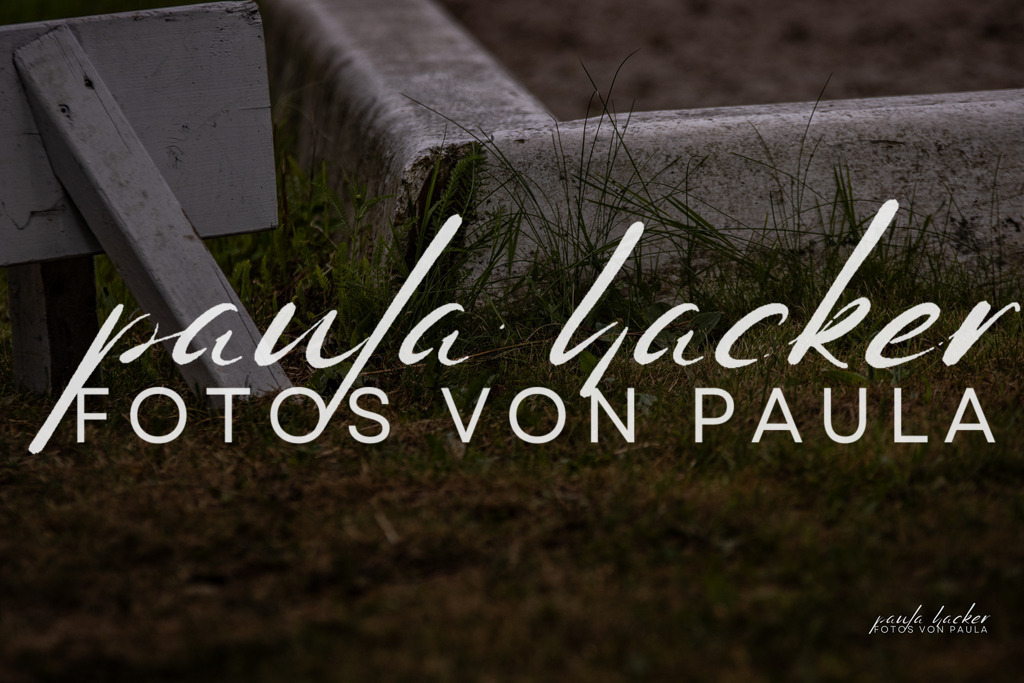 IMG_8105 | Erleben Sie dynamische Sport- und emotionale Tierfotografie in Süddeutschland mit Fotos von Paula. Spezialisiert auf Pferde- und Hundefotografie sowie Sportevents. Kontaktieren Sie mich für einzigartige und ausdrucksstarke Bilder Ihrer besonderen Momente.