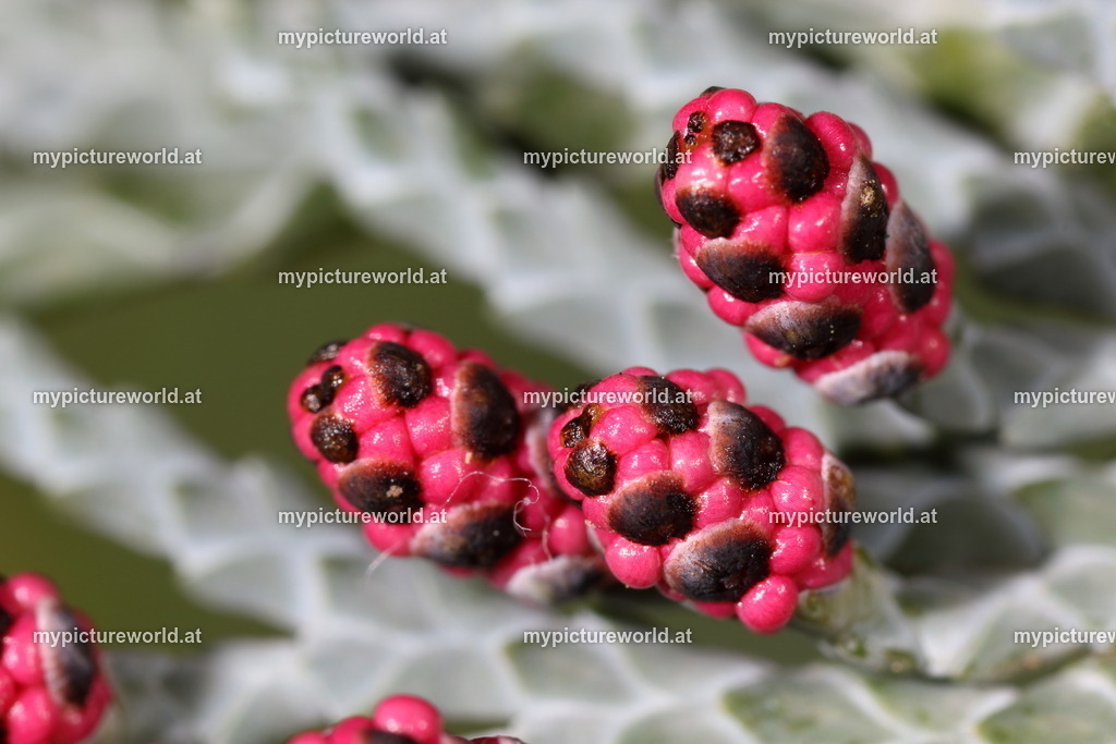 Arizona-Zypresse-002 | Das Bilderarchiv über Tiere, Planzen und Landschaften. In der Bilddatenbank finden Sie ein große Auswahl an hochwertigen Bilder für Ihre Werbung - Realisiert mit Pictrs.com