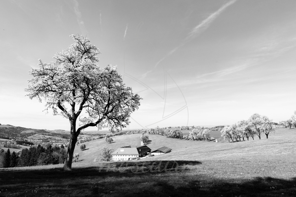 Mostviertel Schwarz Weiß | Ihre Fotografin im Lungau, ihre Fotografin im Mostviertel, Wandbilder Onlineshop, Imagefotos für Ihr Unternehmen,  - Realisiert mit Pictrs.com