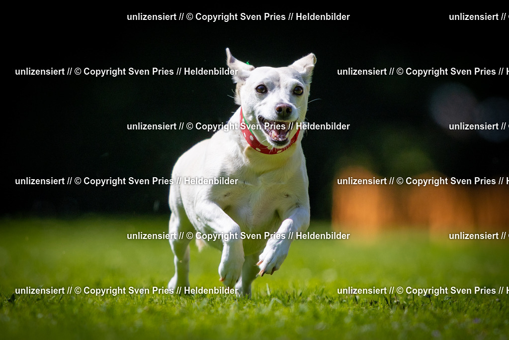Sven Pries | 2025-08-10 - Hunderennen Durlach - Realisiert mit Pictrs.com