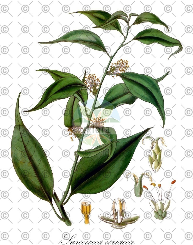 HistAbb_wfo-0001128945_2_ENZY_Simple | Historische Abbildung von Sarcococca coriacea - Buxaceae | Historical Illustration of Sarcococca coriacea - Buxaceae