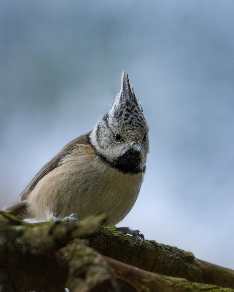 DSC_4377-2 | Ich bin Fotograf aus Neuburg an der Donau und spezialisiere mich auf Wildlife-Fotografie, Landschaftsaufnahmen und Portraits.Ob Hochzeit, Familienbilder oder Naturaufnahmen – ich fange echte Momente ein, die bleiben. 