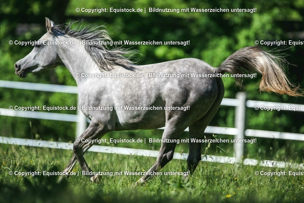 20210617_Araber_Marbach_Koppel_0066 | Foto: Thomas Hartig