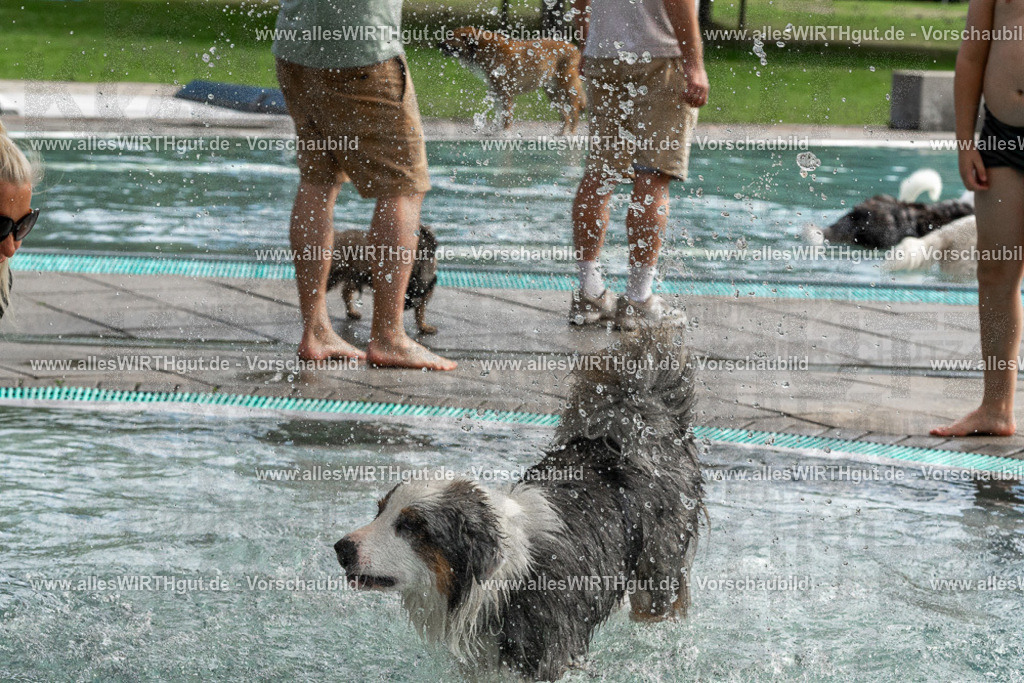 Hundeschwimmen_Volksbad_2026-allesWIRTHgut_Tierfotografie-2609061512-FAY07146 | Professionelle Tierfotografie in Mönchengladbach von Daniel Wirth (allesWIRTHgut). Liebevolle & natürliche Bilder von Hunden & Katzen für unvergessliche Erinnerungen.