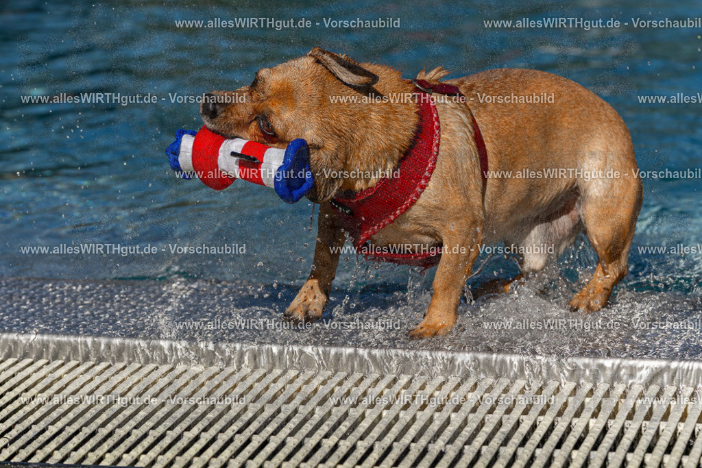 Hundeschwimmen_Volksbad_2026-allesWIRTHgut_Tierfotografie-2609061112-FAY06185 | Professionelle Tierfotografie in Mönchengladbach von Daniel Wirth (allesWIRTHgut). Liebevolle & natürliche Bilder von Hunden & Katzen für unvergessliche Erinnerungen.