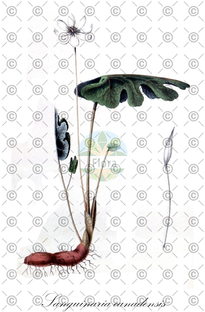 HistAbb_EMP_108975_2_FLORAD_SIMPLE | Historische Abbildung von Sanguinaria canadensis - Papaveraceae (Kanadische Blutwurzel;Blutwurz) | Historical Illustration of Sanguinaria canadensis - Papaveraceae