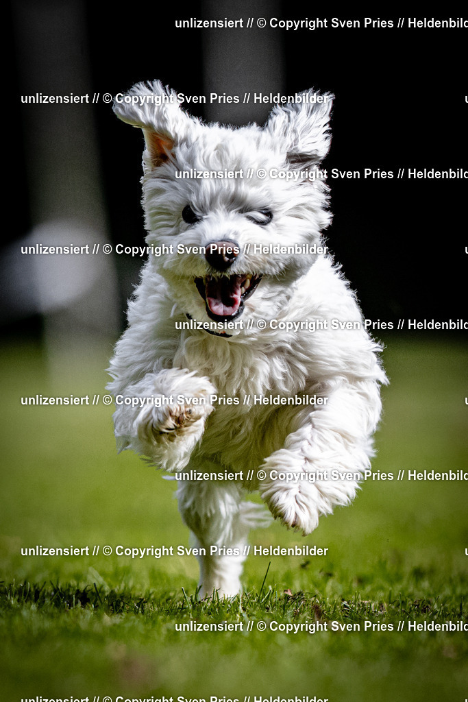 Sven Pries | 2025-10-03 - Hunderennen Obergrombach - Realisiert mit Pictrs.com