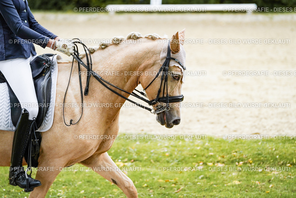 DSC07387 | Pferdegrafie