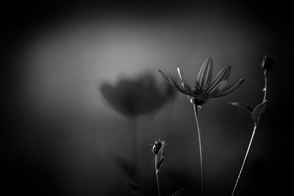 2025_08_23_SH-HIMMELMOOR_MCP1721 sw | Hochwertig gedruckte Fotografien für die Wand, als Kalender und zum Verschenken. Hamburg & Norddeutschland und überall wo ich mit der Kamera unterwegs war.