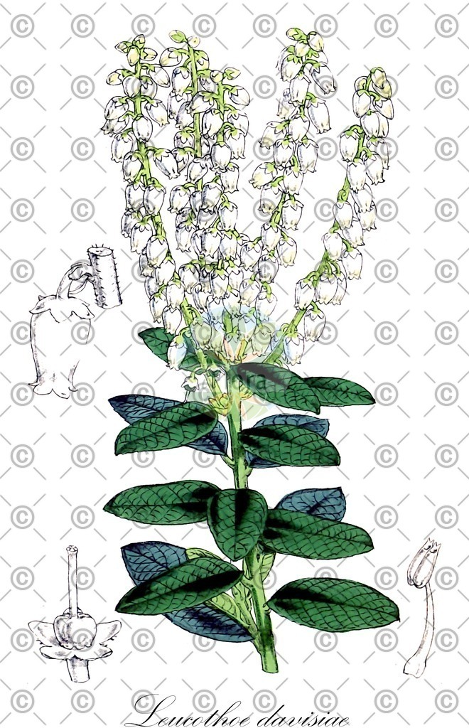 HistAbb_wfo-0001431294_2_ENZY_Simple | Historische Abbildung von Leucothoe davisiae - Ericaceae | Historical Illustration of Leucothoe davisiae - Ericaceae