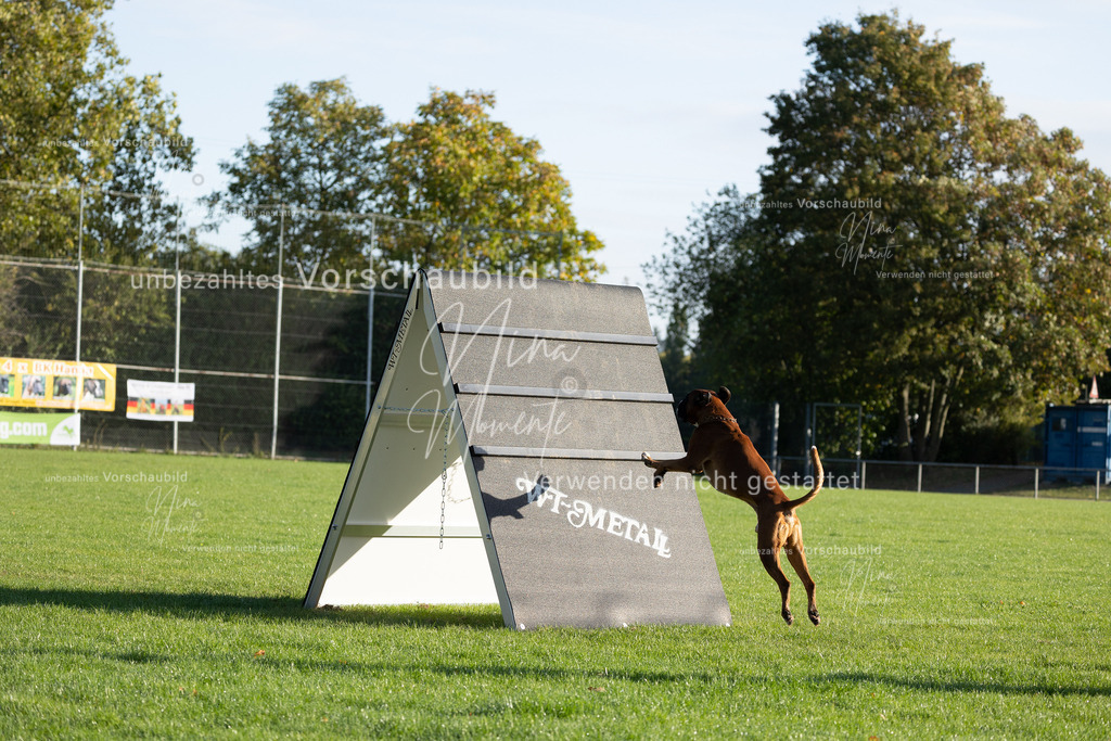 _16A6248 | Einzigartige Fotos von Hunden & Menschen –Actionfotos, Portraits, Vereinsaufnahmen & Paarshootings – authentisch, lebendig & mit Herz.