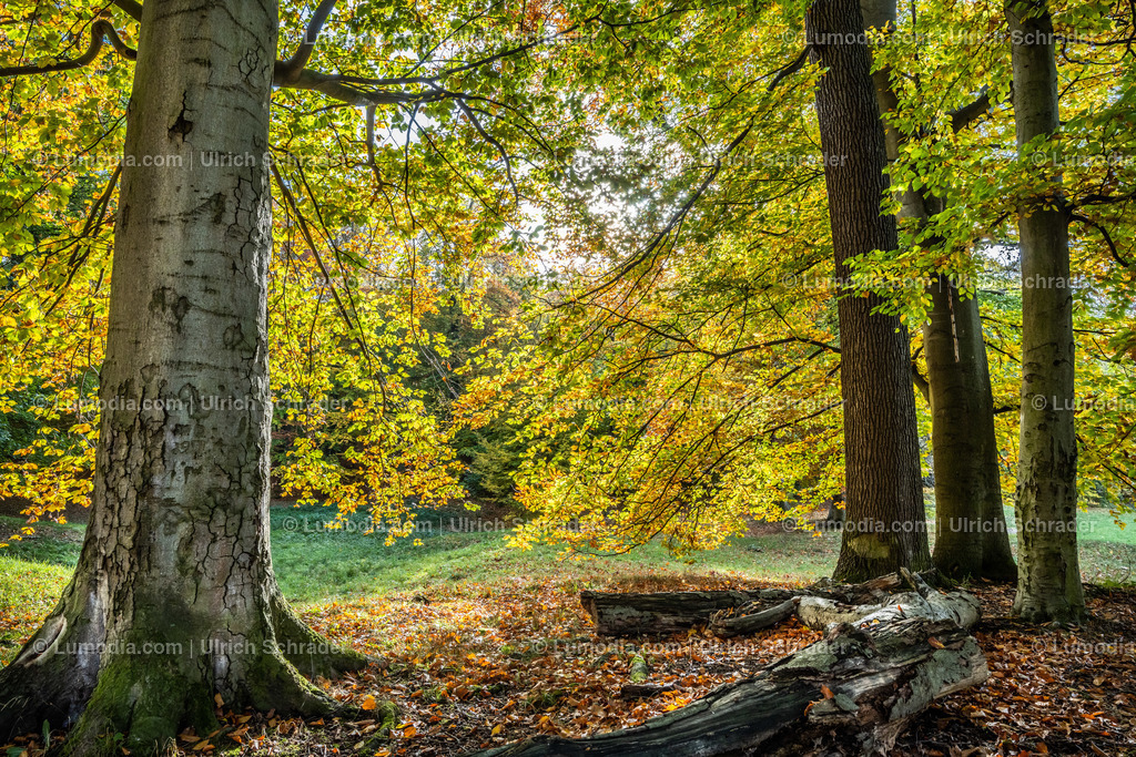 10049-12591 - Schloßpark Ilsenburg im Harz | Stockfoto und Bilderpool mit Bildmaterial aus Deutschland, dem Harz, Halberstadt, Quedlinburg, Wernigerode und weltweit. Qualitativ hochwertige und professionelle Fotos anschauen und kaufen. - Realisiert mit Pictrs.com