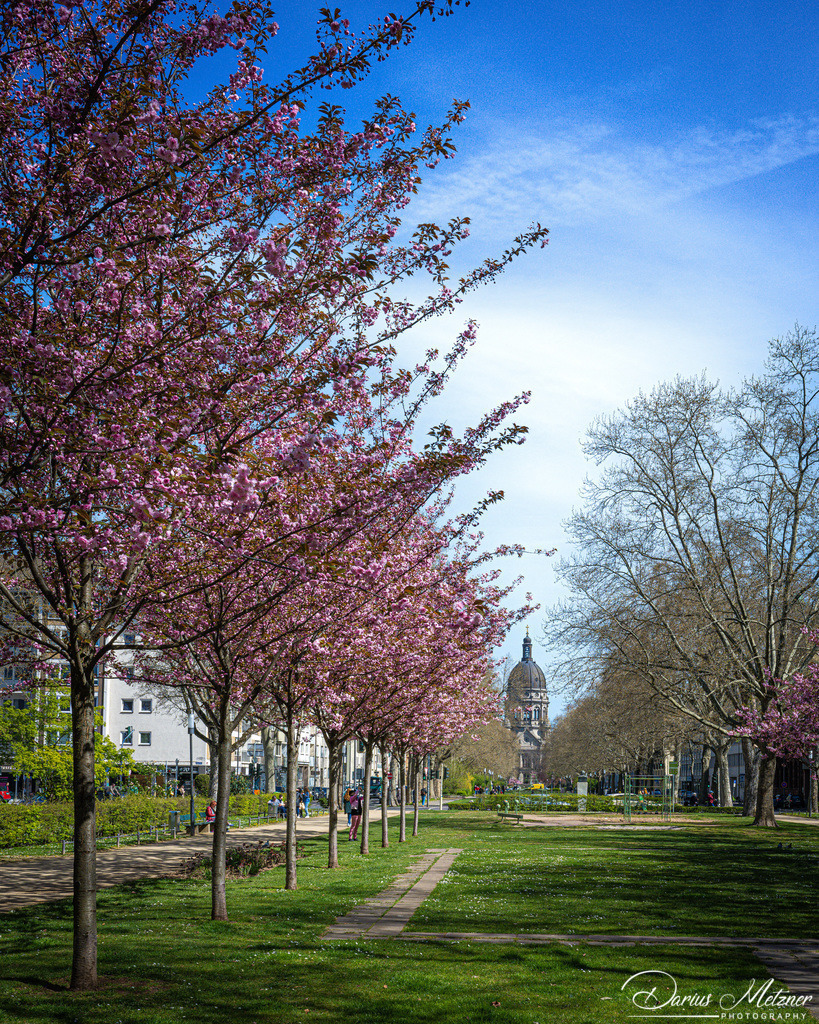 Kirschbaumblütten mit Blick auf die Mainzer Christuskirche | Kirschbaumblütten mit Blick auf die Mainzer Christuskirche