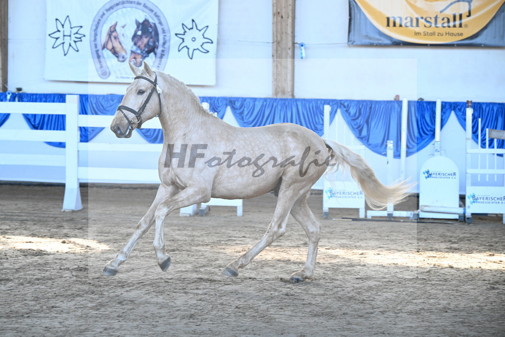 Kat-Nr. 3 Teneree Terrapaz v. Miura de Cais_Landfried_9260079 | hf-fotografie - Realisiert mit Pictrs.com