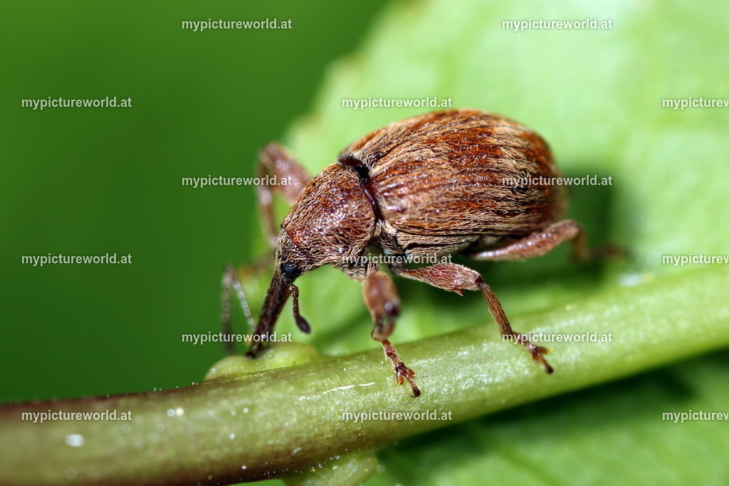 Anthonomus rectirostris-003 | Das Bilderarchiv über Tiere, Planzen und Landschaften. In der Bilddatenbank finden Sie ein große Auswahl an hochwertigen Bilder für Ihre Werbung - Realisiert mit Pictrs.com