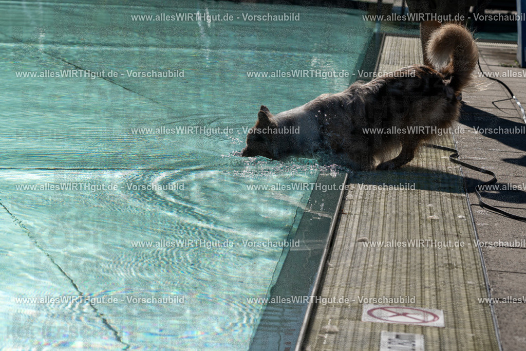 Hundeschwimmen_Volksbad_2026-allesWIRTHgut_Tierfotografie-2609061023-FAY05876 | Professionelle Tierfotografie in Mönchengladbach von Daniel Wirth (allesWIRTHgut). Liebevolle & natürliche Bilder von Hunden & Katzen für unvergessliche Erinnerungen.