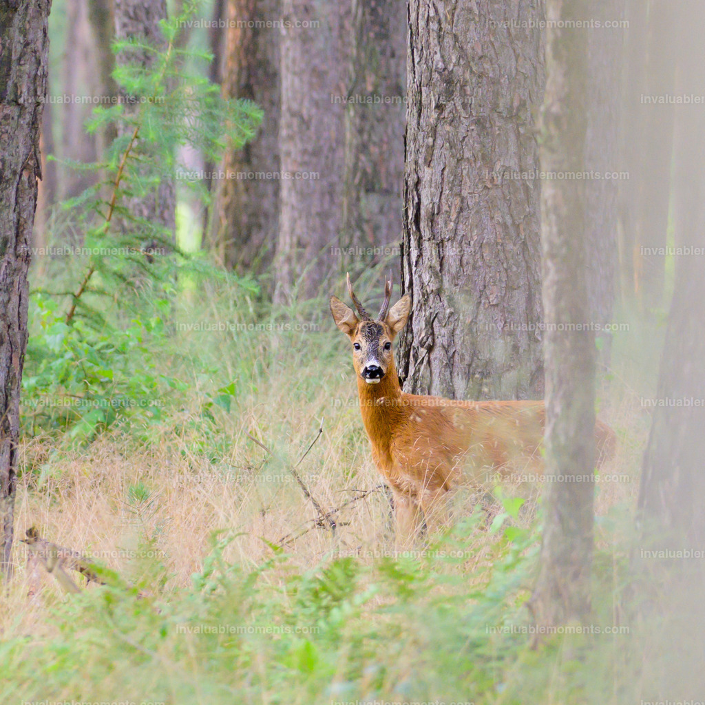 DSC_1026 | invaluablemoments.com - Realisiert mit Pictrs.com