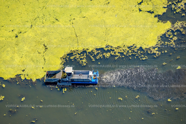 Witten220808497 | Luftbild, Kemnader See mit Elodea Blaualgen Wasserpest, mit  Mähboot, Westherbede, Witten, Ruhrgebiet, Nordrhein-Westfalen, Deutschland