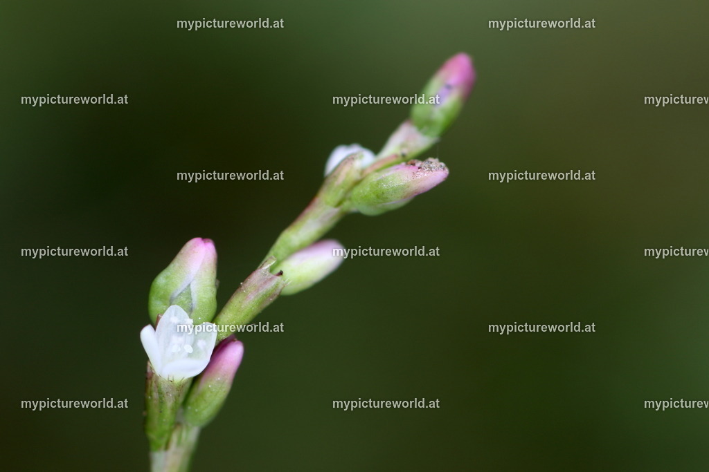 Floh-Knöterich-002 | Das Bilderarchiv über Tiere, Planzen und Landschaften. In der Bilddatenbank finden Sie ein große Auswahl an hochwertigen Bilder für Ihre Werbung - Realisiert mit Pictrs.com