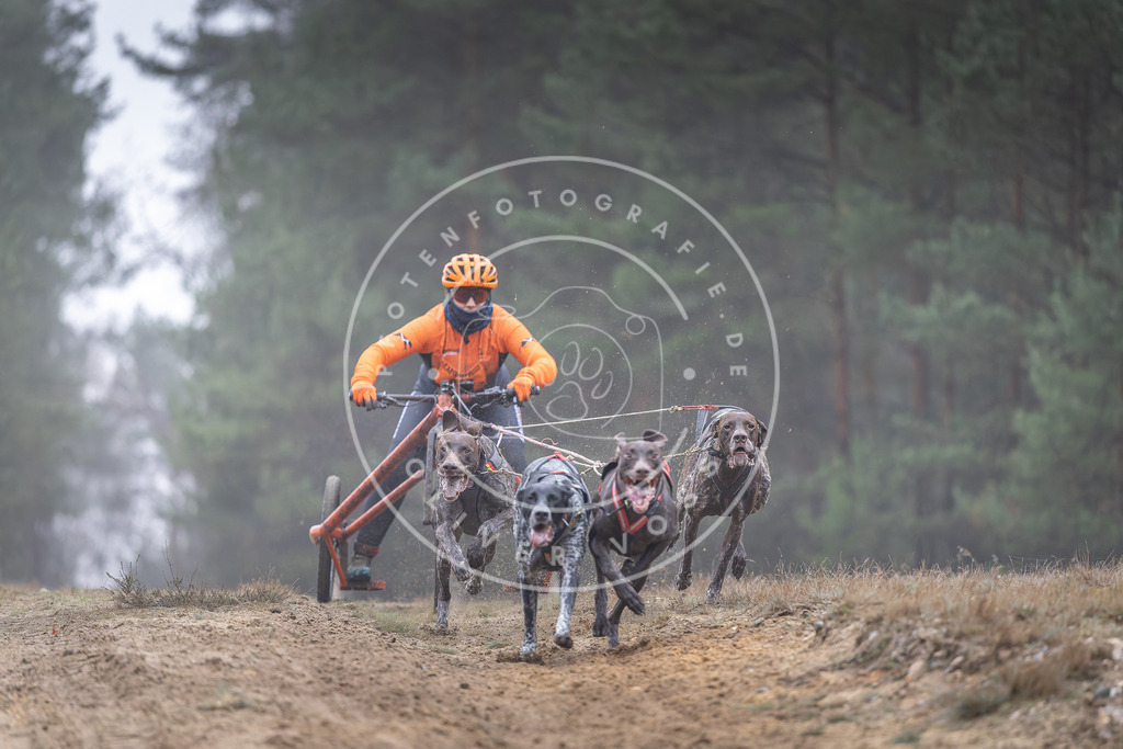 Pfotenfotografie_DV3A0303 | Hundefotografie, Tierfotograf, Pfotenfotografie, Fotoshooting Hund, Hunde Portrait, Hundesport, Hundeportraits, Heideshooting, Hunde, Sportfotograf, Hundefotograf, Turnierhundsport, THS,  - Realisiert mit Pictrs.com