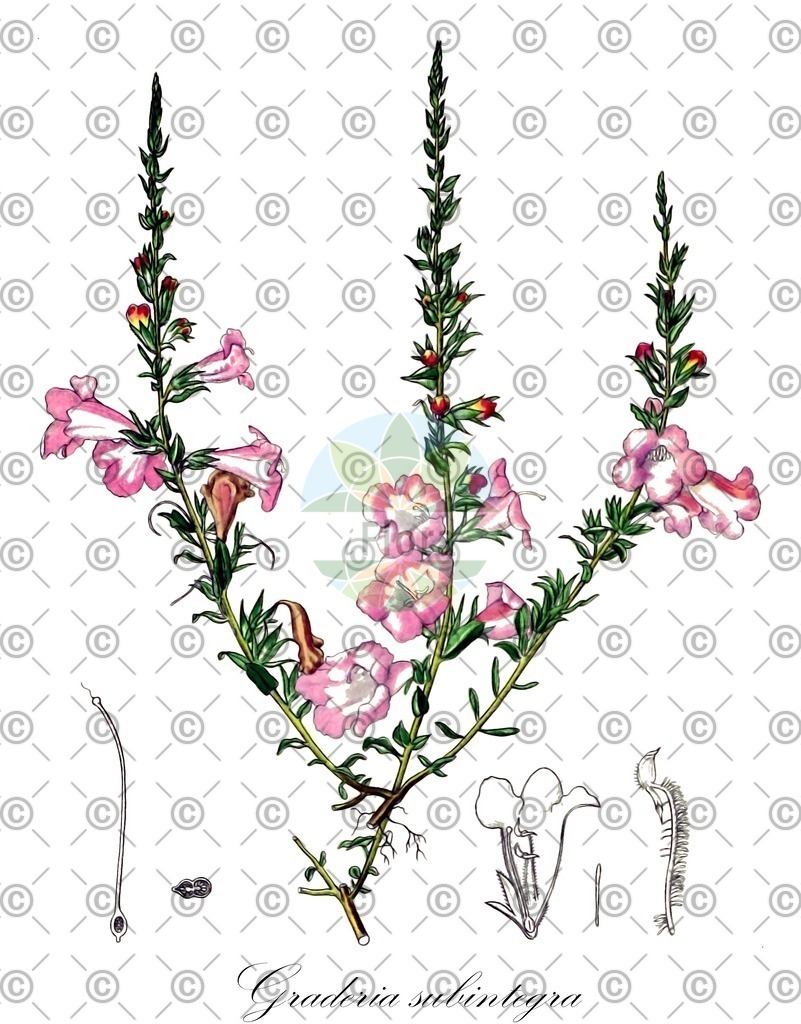 HistAbb_EMP_107561_1_FloraD_Simple | Historische Abbildung von Graderia subintegra - Orobanchaceae | Historical Illustration of Graderia subintegra - Orobanchaceae