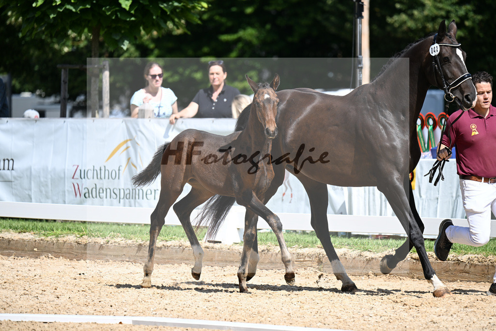 Kat-Nr. 42 Va Bene x Dante Weltino_SF_Kopp_29251243 | hf-fotografie - Realisiert mit Pictrs.com