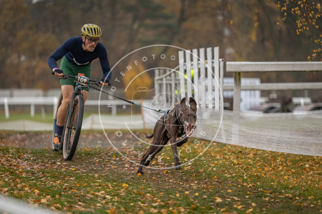CaniXpix_DV3A7447 | Hundefotografie, Tierfotograf, Pfotenfotografie, Fotoshooting Hund, Hunde Portrait, Hundesport, Hundeportraits, Heideshooting, Hunde, Sportfotograf, Hundefotograf, Turnierhundsport, THS,  - Realisiert mit Pictrs.com