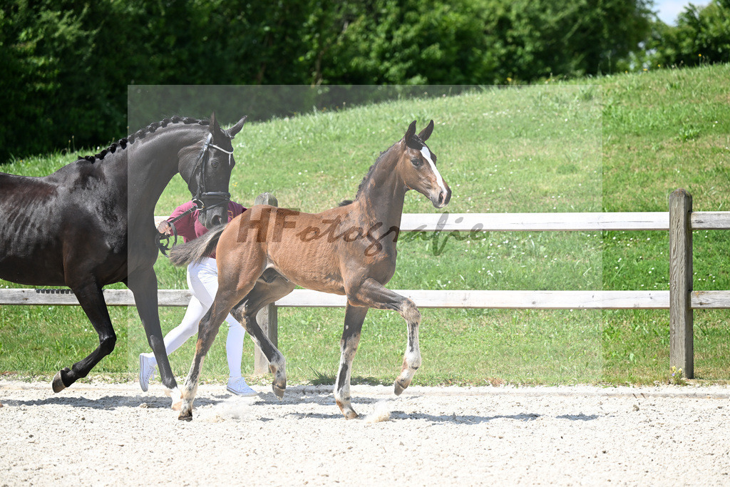 Kat-Nr. 8 Va Bene x De Niro_HF_Eder_15250291 | hf-fotografie - Realisiert mit Pictrs.com