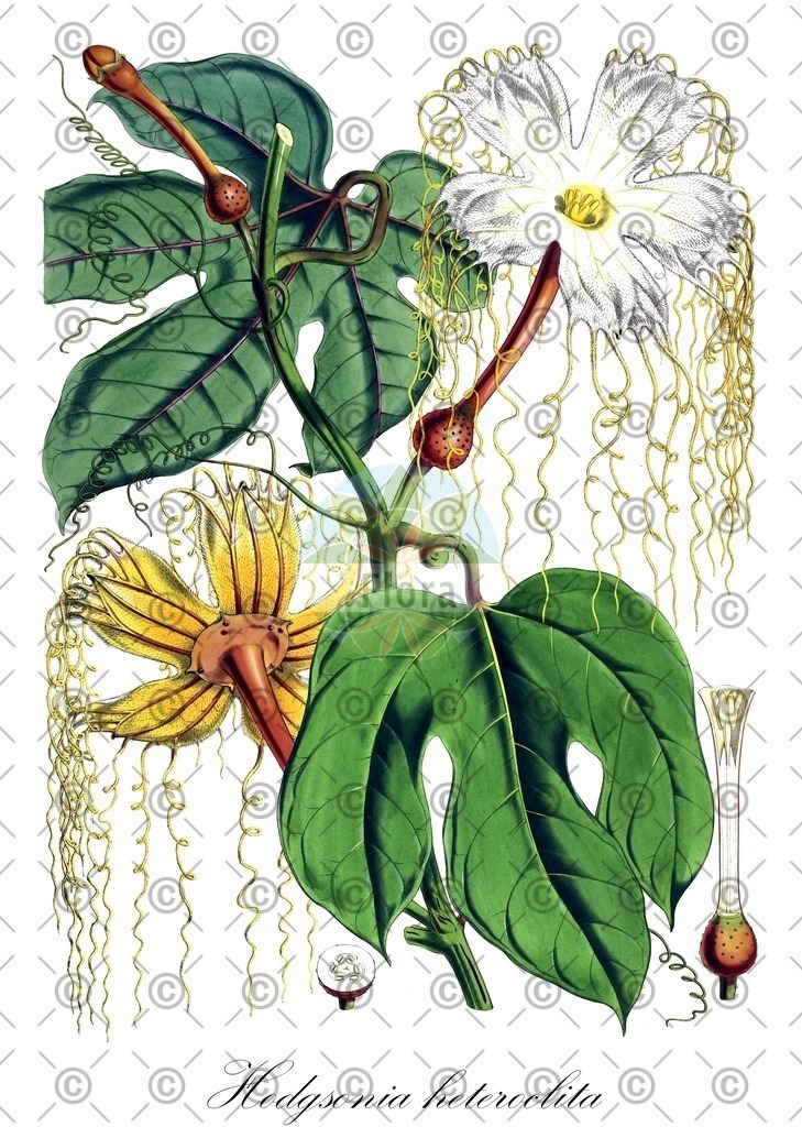 HistAbb_wfo-0000982551_1_ENZY_Simple | Historische Abbildung von Hodgsonia heteroclita - Cucurbitaceae | Historical Illustration of Hodgsonia heteroclita - Cucurbitaceae