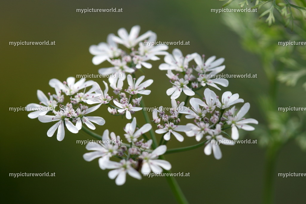 Echter Koriander-002 | Das Bilderarchiv über Tiere, Planzen und Landschaften. In der Bilddatenbank finden Sie ein große Auswahl an hochwertigen Bilder für Ihre Werbung - Realisiert mit Pictrs.com