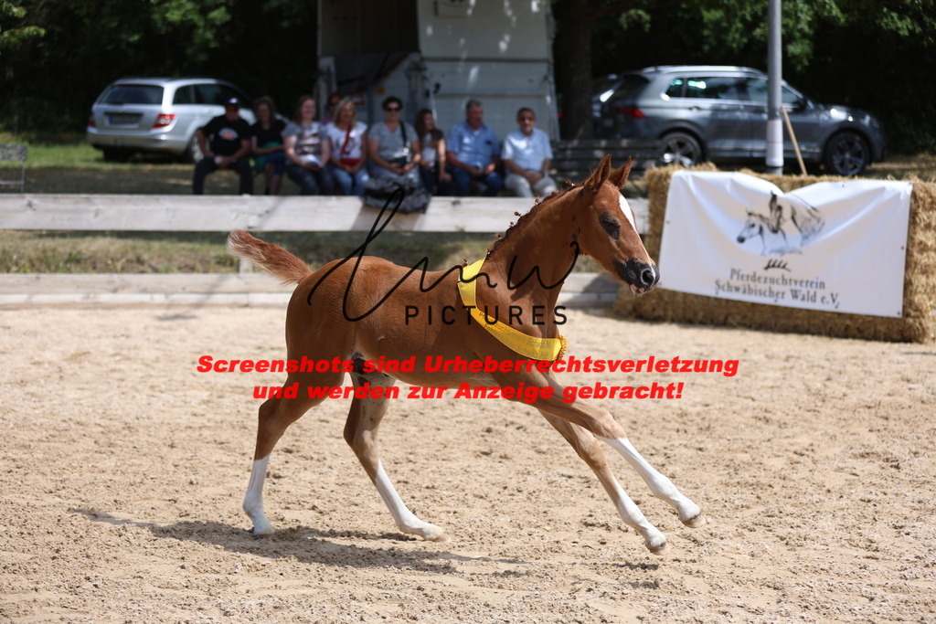 Fohlenschau_Schwäbisch_Hall_springbetonte_Fohlen_SIEGERFOHLEN_KN 22_20 | lmwpictures - Realisiert mit Pictrs.com