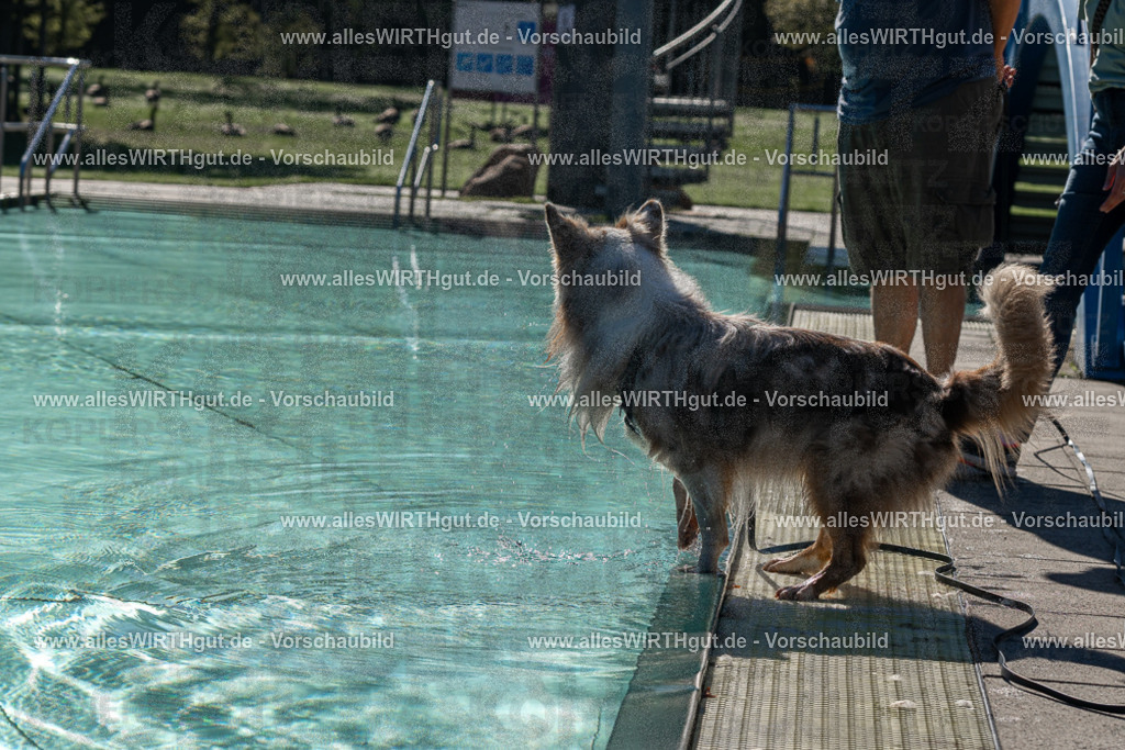 Hundeschwimmen_Volksbad_2026-allesWIRTHgut_Tierfotografie-2609061023-FAY05878 | Professionelle Tierfotografie in Mönchengladbach von Daniel Wirth (allesWIRTHgut). Liebevolle & natürliche Bilder von Hunden & Katzen für unvergessliche Erinnerungen.
