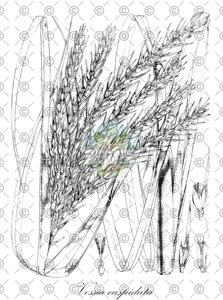 HistAbb_wfo-0000174361_2_ENZY_Simple | Historische Abbildung von Vossia cuspidata - Poaceae | Historical Illustration of Vossia cuspidata - Poaceae