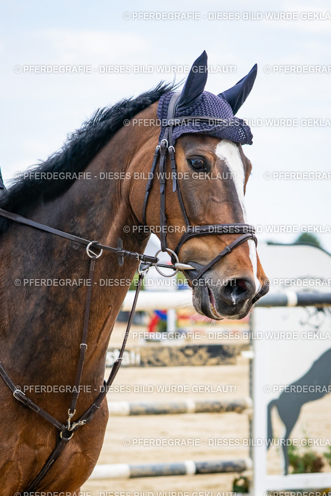 DSC06794 | Pferdegrafie