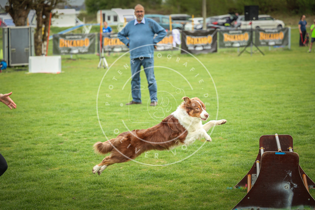 Pfotenfotografie_0L8A9438 | Hundefotografie, Tierfotograf, Pfotenfotografie, Fotoshooting Hund, Hunde Portrait, Hundesport, Hundeportraits, Heideshooting, Hunde, Sportfotograf, Hundefotograf, Turnierhundsport, THS,  - Realisiert mit Pictrs.com