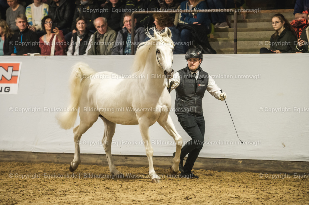 20240302_Hengstvorstellung_Marbach_TOMsPiC_1127 | equistock