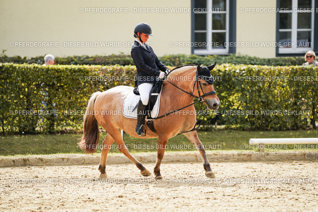 DSC01376 | Pferdegrafie