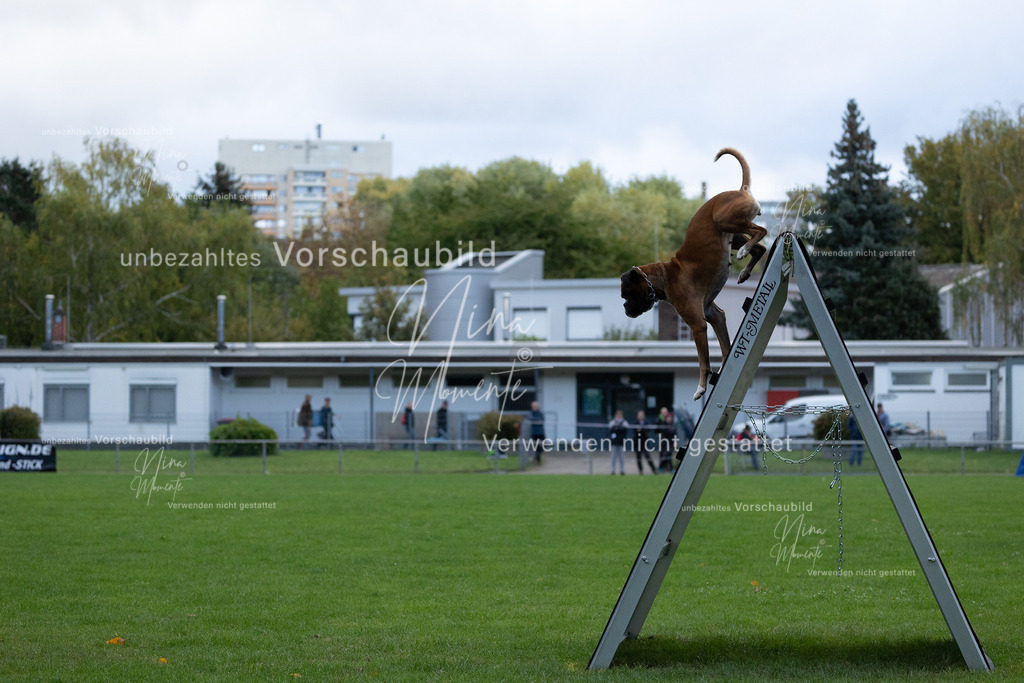 _16A4700 | Einzigartige Fotos von Hunden & Menschen –Actionfotos, Portraits, Vereinsaufnahmen & Paarshootings – authentisch, lebendig & mit Herz.