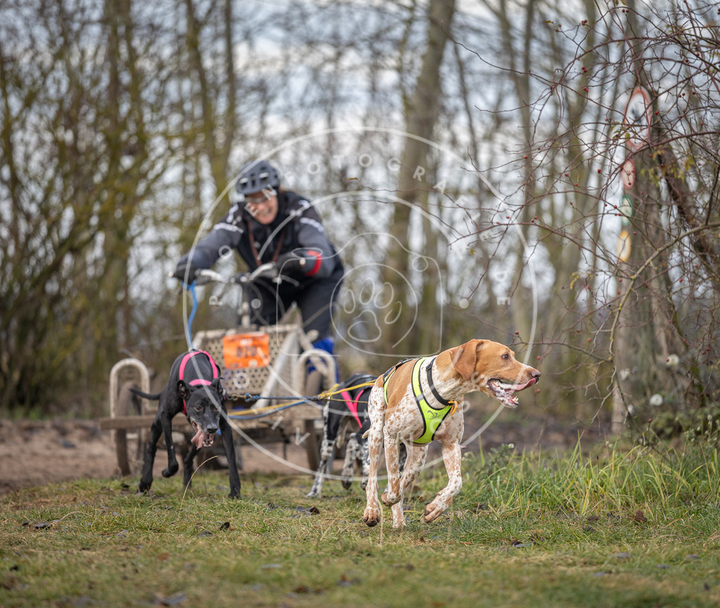 Pfotenfotografie_DV3A6107 | Hundefotografie, Tierfotograf, Pfotenfotografie, Fotoshooting Hund, Hunde Portrait, Hundesport, Hundeportraits, Heideshooting, Hunde, Sportfotograf, Hundefotograf, Turnierhundsport, THS,  - Realisiert mit Pictrs.com