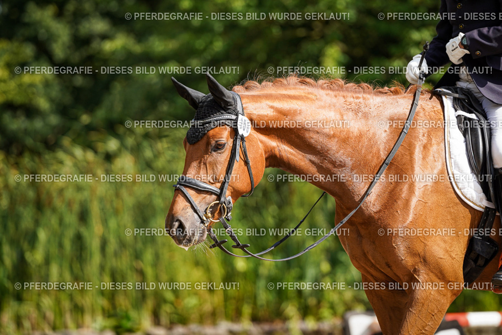 DSC06837 | Pferdegrafie